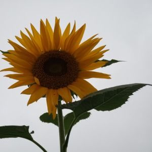 Meet your Posher, Patrice